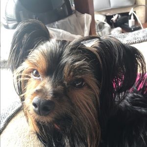 Meet your Posher, Moriah